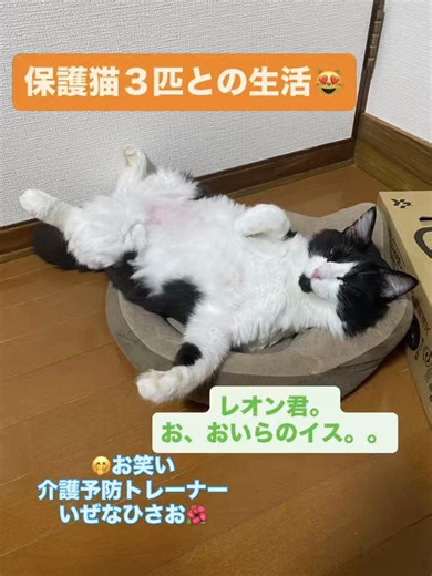 保護猫３匹との生活😻お笑い介護予防トレーナーいぜなひさお🌺 👵【介護予防体操DVD販売中㊗️‼️デイサービス・高齢者施設・ご自宅向け】」 👴🌈 〜「介護予防体操DVD📀｜シニア・高齢者向け椅子体操・転倒予防・認知症予防」〜 【✨限定100セット大特価で販売中✨】 ご自宅やデイサービス等で手軽にできる「笑える！介護予防体操」DVD🌈 （体操１回分：３０分収録✨） ✅ こんなお悩みありませんか？ ・転びやすい ・認知症予防を始めたい ・デイのレクリエーションに困る介護職様 🟢リハビリ職として１０年以上実務経験のある、専門家監修のDVDです📀 🌈 「笑える！介護予防体操」DVDの魅力 🌈 ・簡単！ 座ってできるから安心✨ ・大きく見やすい字幕付き👵👴🌈 ・効果的！ 転倒・認知症予防に特化✨ 定価4,800を、100セット限定‼️ 🎁 今だけ特価 3,500円（税込・全国送料込） ▶️ ご予約はこちら🌸 ウェブサイト: https://hisao5695.jp/ (お問い合わせ欄から) メール: hisao5695@gmail.com 電話: 080-6499-