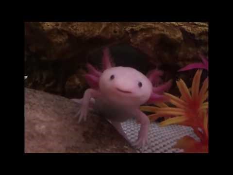 Cute Axolotl yawning