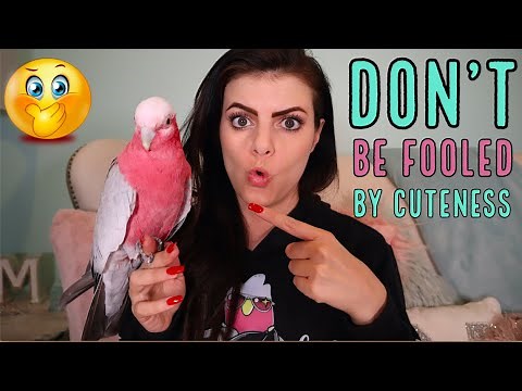 6 Reasons Why You DO NOT Want This Bird in Your Home! (The Real Deal, on Galah Cockatoos)