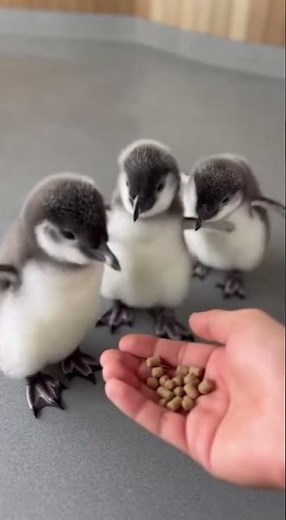 Little penguins love eating food 🤤 Watch their adorable feeding time #cute #penguins #wildlife