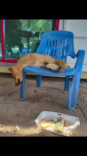 กินอิ่ม นอนหลับ #ทาสหมา #หมาน่ารัก #ทาสแมว #น้องหมา #สัตว์เลี้ยงtiktok