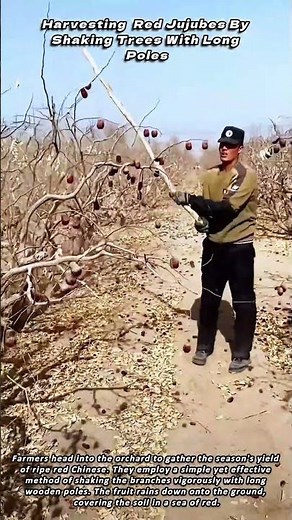 Harvesting Red Jujubes By Shaking Trees With Long Poles