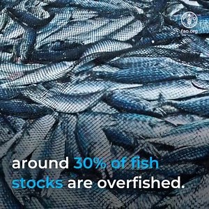 #Oceans host 80% of 🌍#biodiversity To keep oceans healthy, we must manage the marine environment responsibly Overfishing, pollution and #climatechange are putting pressure on ocean biodiversity & ecosystems. Take action to make a difference! via Food and Agriculture Organization of the United Nations (FAO) | United Nations Biodiversity