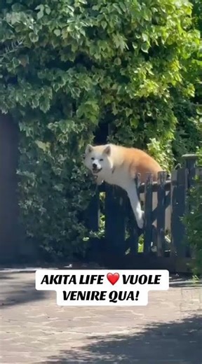 MISSIONE IMPOSSIBILE: L'AKITA ZUCCONE ALL'ATTACCO! | MISSION IMPOSSIBLE: THE STUBBORN AKITA ATTACK!