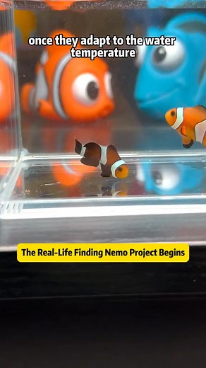 The Real-Life Finding Nemo Project Begins 🐠✨ Sometimes, life under the ocean feels like a movie - full of joy, loss, and unexpected miracles. Today's story begins with heartbreak: my beloved clownfish of nearly a year passed away. He was curious, playful, and loved to dive into sea anemones every day. But just when I thought it was over, fate surprised me. A new clownfish arrived - on the same day. Coincidence Maybe the universe has a 'clownfish conservation law.' Inspired by Finding Nemo, I de