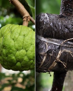 327K views · 1K reactions | Wow It turns out that this fruit tree can take root with this way | Grafting Examples | Facebook