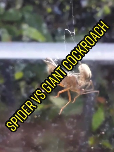 Spider vs giant cockroach #nature #spider #cockroach #spiderweb