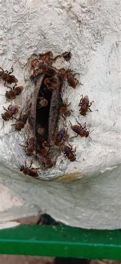 Visit the international stingless bees centre #today #honey #isbc