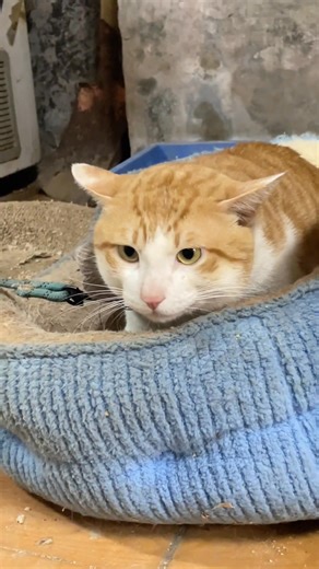 114K views · 4.7K reactions | The old lady in the grocery store tethered the cat with the plane's ears were exposed, and she screamed in grievance. cats' daily life Cat Assistant Assistant #Record #Orange | Royal Mood | Facebook