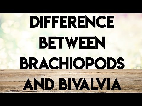 Geology/ palaeontologyecture series/ difference between brachiopods and bivalvia
