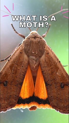 🦋 What is a Moth? Discover in 60 Seconds! #moths #butterfly #shorts #short #shortvideo #shortsfeed