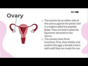 Grade 4 Science | Female Reproductive System - Quarter 2 Week 1
