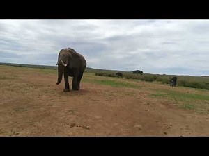 Elephant walking towards camera- Animation Reference Videos