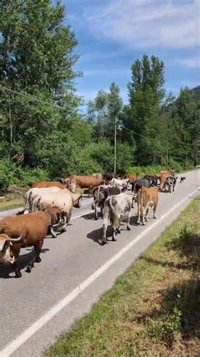 VCO – Un viaggio lento e sostenibile. Transumanza