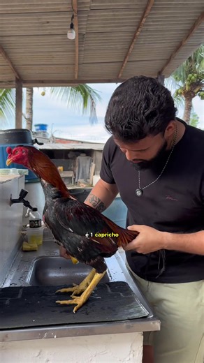 Galo Mura Brasileiro: genética e características essenciais