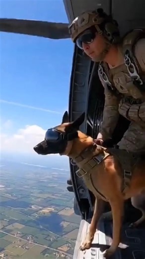 Elite K9 vs Threat | Tactical Dog Action🐕‍🦺🔥 #k9 #k9training #malinois #viral #k9unit #wildlife