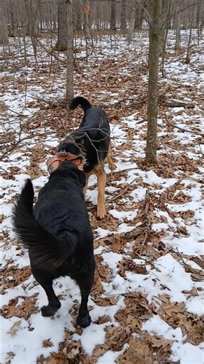 MY LABRADOR AND GERMAN SHEPARD FIGHTING OVER A BALL IN THE WOODS.