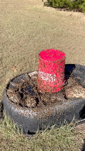 Communal feeding has PROS and CONS 🐝 You can feed a lot of bees at once, but you are also feeding every one else’s bees in the process! #Bee #texas #savethebees🐝 #honeybee #fyp | Be Happy Bees
