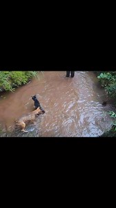 1.4M views · 28K reactions | Dogs fighter #reels #semuaorang #pengikut #fyp | Ari Anakrimba | Facebook