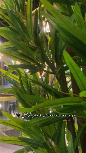 من يرخصك بالتجاهل اكرمه,َبالرحيل 🖤👋🏻#fypシ #foryoupage #explore #الباب #viral