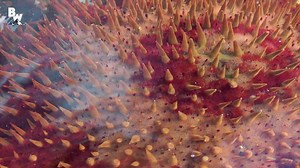 491K views | On this episode of Breaking Trail, Coyote looks back at the most bizarre creatures he and crew have ever filmed! From horseshoe crabs to slimy bloodworms this episode is certain to make you wonder if aliens really do exist! | Brave Wilderness | Facebook