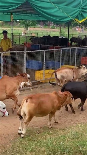 Lovingly Cute Nadipathy Cows The best in the world 😍 #youtube #viral #cow #love