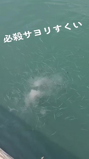 釣り友のおじちゃんの「サヨリすくい」撮らせてもらったꉂ🤣𐤔 #サヨリすくい#魚釣り#釣りガール#ガールではないけど#エギング#アオリイカ#サヨリ#海釣り#エギングスランプ #ヒカキンボイス