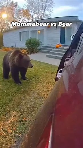 Mommabear is wild too. Poor bear😆 . . . . . . . #momma #bear #mommabear | Buddy Sparkle