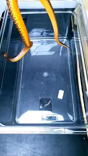 Inland Taipan - The Most Venomous Snake in the World