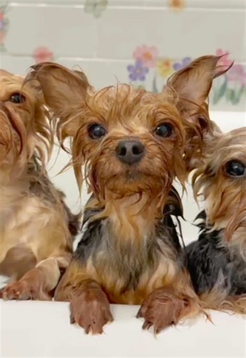 Peep at these 10 Yorkies hoppin’ n splashin’! 🐰🛁🫧 Note: - They are not cold, the door is closed with the space heater on and warm water to bathe in. If they were cold they’d be shivering. - I consistently drain/refill the water so they’re not getting bathed in dirty water. - Yes, we blow dry them afterwards. - No, we don’t include Hunny in bath time, she can’t stand that long (new comers, she’s old). - Most items (including the foaming soap dispenser and towels) are linked in my bio in my Ama