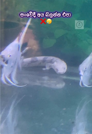 සංවේදී පුද්ගලයන් නැරඹීමෙන් වලකින්න. 🙏❌ Bicher fish Attack To angel Endlichari bicher Bicher fish Angel Fish Monster Alligator #pilumassa #bicher #oscar #alligator #channafish