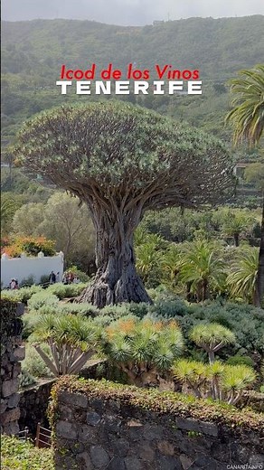 Tenerife - Icod de los Vinos