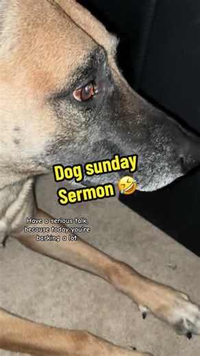Dog Sunday Sermon: Fun Moments with Pups!
