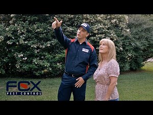 How To Get Rid Of Wasp and Hornets | Fox Pest Control