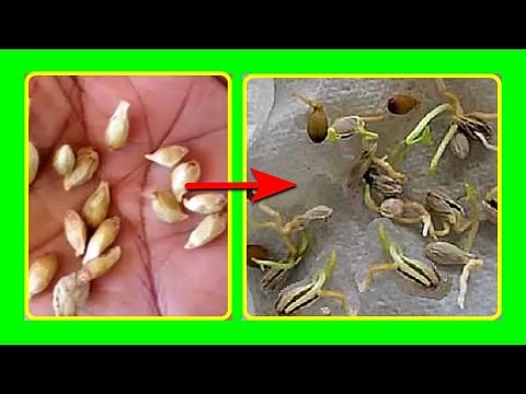 How to Germinate Orange Seeds Fast | Orange Seeds Germination With Paper Towel