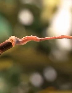 4.9K views · 77 reactions | A chameleon catching its prey in slow motion! A chameleon's tongue is like a guided missile, extremely quick and powerful, sometimes exceeding accelerations of 41g striking its victims at 50 feet (15.24 metres) a second. Excluding their tail, some chameleons’ tongues can be twice the length of their body. Their tongues consist of both muscles and bones, and can bend round to grab their prey.  via X - ScienceGirl | Roar Wildlife News | Facebook