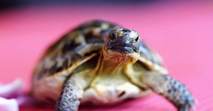 Animal de compagnie : comment voyager avec une tortue ?