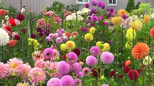 5K views · 133 reactions | A quick tour of my garden...before the rain yesterday. The plants were still upright and the flowers were not yet broken | The Garden of Eden | Facebook