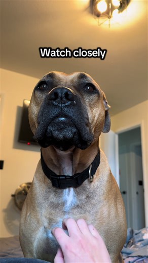 Understanding Dog Behavior Through Nervous System Responses