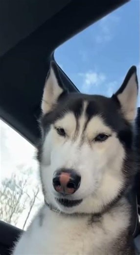 Husky Howls Intoxicate the Sky! 🐺 #husky #dogsofinstagram #howling #cuteanimals