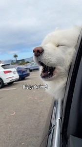 52K views · 9.9K reactions | Why are humans so slow when we’re this close to the park?! It’s my happy place. A little more urgency, please!  | Coconut Rice Bear | Facebook