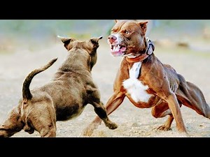 Pitbull vs Pitbull Dogfights Leave Dog & Owner Injured