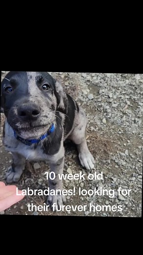 10 week old labradanes looking for their furever homes! #labradane #puppies #dogsoftiktok #merle