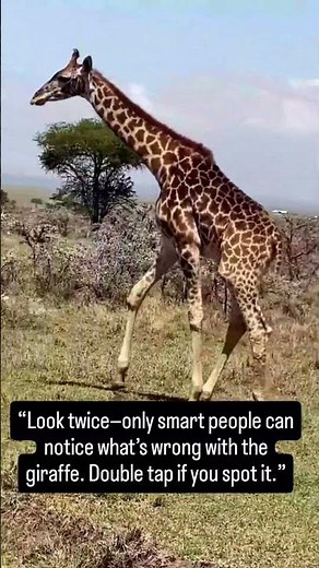 "Look twice-smart people can notice what's wrong with the graffe?" #animals #texassafari #uk #usa