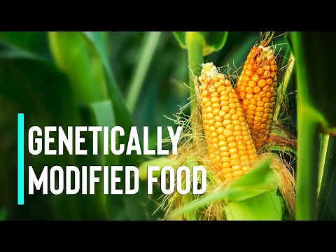 The Pros and Cons of Genetically Modified Food as a Solution to World Hunger