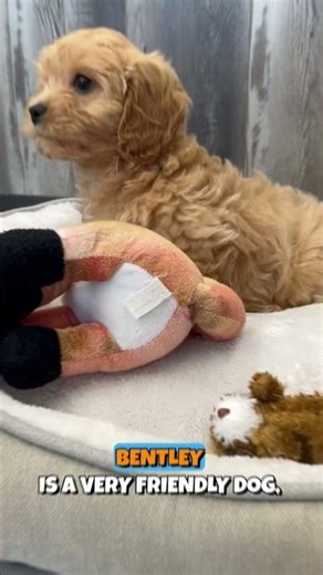 The Cavapoo is the perfect mix of charm and intelligence! 🐩✨ Whether you’re looking for a social bu