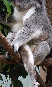 Baby Koala Cuddling Mom: A Heartwarming Moment in the Wild #Koala #WildlifeLove #CuteAnimals #NatureWonder | Bagh Dushkhel