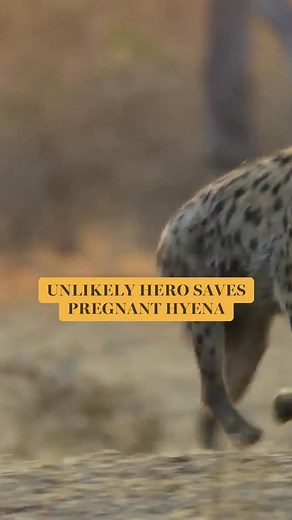 Talk about right place, right time! 🦁 😅 #Kingdom #DavidAttenborough #Zambia #Wildlife #WildDog #Lion #Hyena | BBC One