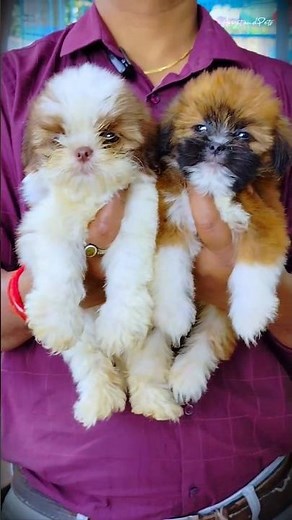 Cutest Duo Ever!😍Shih Tzu Cross Puppy & Lhasa Apso Puppy #shorts #dog #shihtzu #lhasaapso