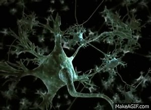 Nerve impulse Animation on Make a GIF